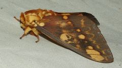 Citheronia hamifera