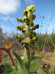 Pterygodium ingeanum
