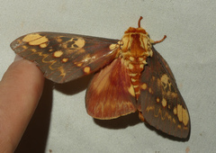 Citheronia hamifera