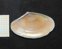 Bosemprella incarnata