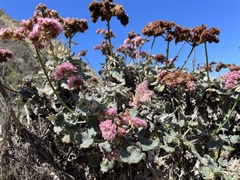 Eriogonum grande rubescens