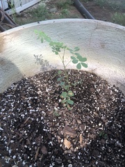 Erythrostemon gilliesii
