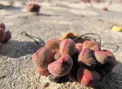 Crassula fragarioides