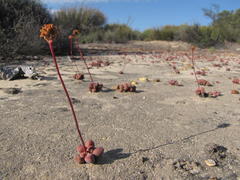 Crassula fragarioides