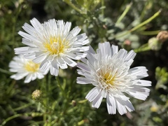 Malacothrix saxatilis implicata