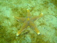 Callopatiria formosa