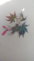 Acer palmatum