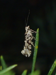Ypsolopha sequella