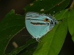 Paiwarria venulius