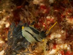 Polycera capensis