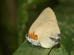 Olynthus ophelia