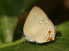 Strephonota