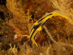 Polycera capensis