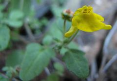 Hemimeris gracilis