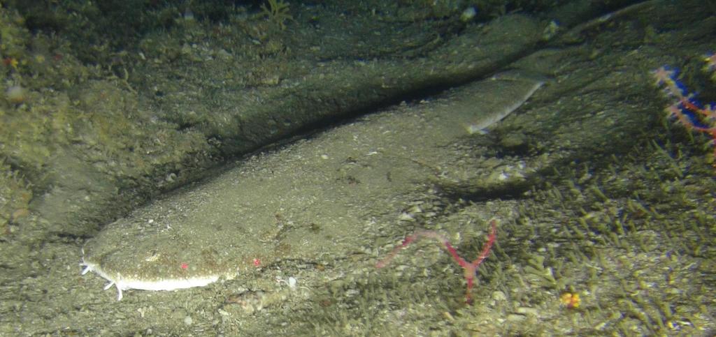 African angelshark (Squatina africana) — Squatinidae