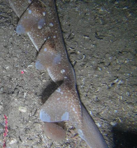 Afrikaanse zee-engel (Squatina africana) — Squatinidae — 5