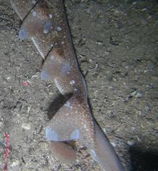 African Angelshark photo 2