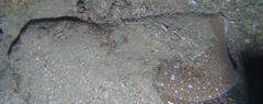 African Angelshark photo 3