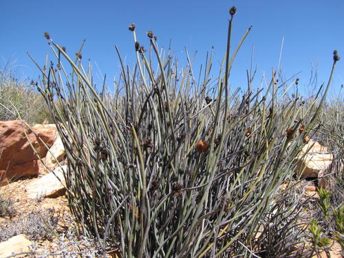 wavy pineapplereed (Hypodiscus sulcatus)