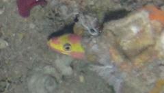 Liopropoma