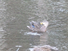 Anas platyrhynchos × fulvigula