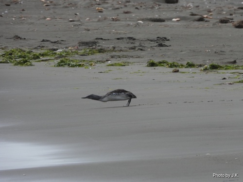 Red-Throated Loon
