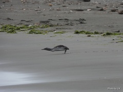 Red-Throated Loon