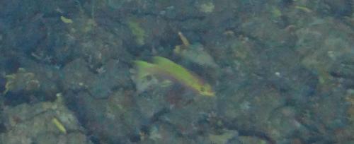 Liopropoma lunulatum in life