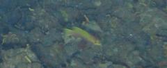 Liopropoma