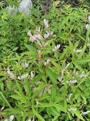 Cleome serrata