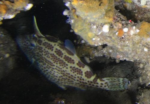 Spotted Filefish (Thamnaconus fajardoi) · iNaturalist