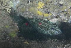 Thamnaconus fajardoi