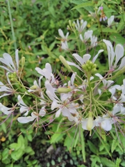Cleome serrata