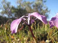 Moraea cuspidata