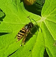 Vespula vulgaris