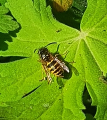 Vespula vulgaris