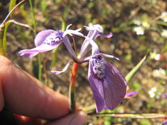 Moraea cuspidata