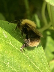 Bombus pascuorum