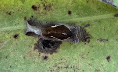 Anagrapha