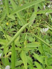Cleome serrata