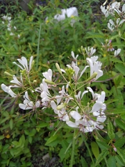 Cleome serrata