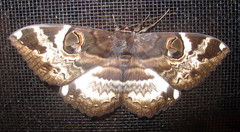 Erebus terminitincta