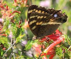 Aeropetes tulbaghia