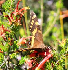 Aeropetes tulbaghia