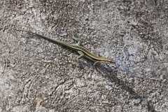 Anatololacerta pelasgiana