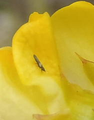 Thripidae