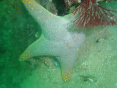 Callopatiria formosa