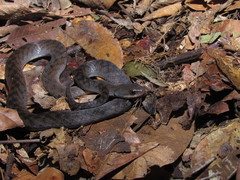 Erythrolamprus typhlus