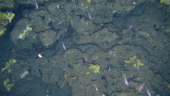 Pseudanthias gibbosus