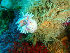 Anthostella stephensoni